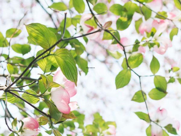 国内中下面部吸脂医院推荐：中下面部吸脂医院前50权威名单表
